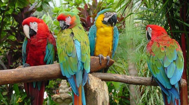 Ini 5 Rahasia Kenapa Burung Beo Pintar Meniru Suara Manusia. Bahkan Bisa Merdu Juga Kalau Nyanyi!