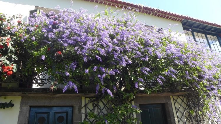 Rumahmu Nggak Butuh AC Lagi Kalau Sudah Ada 10 Tanaman Rumahmu Nggak Butuh AC Lagi Kalau Sudah Ada 10 Tanaman