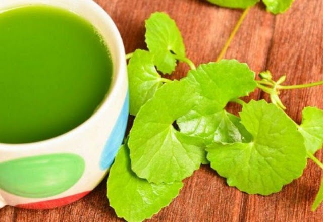 Cara Konsumsi Daun Pane Gowang