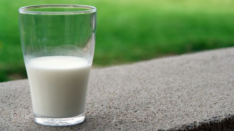Selain Susu Sapi, Ternyata Susu Kambing Etawa Juga Banyak Khasiatnya