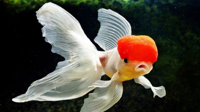 Ikan Koki,