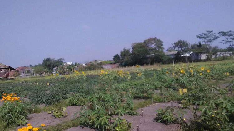 Kondisi Pangan dan Petani Malang Saat Menjelang Ramadan