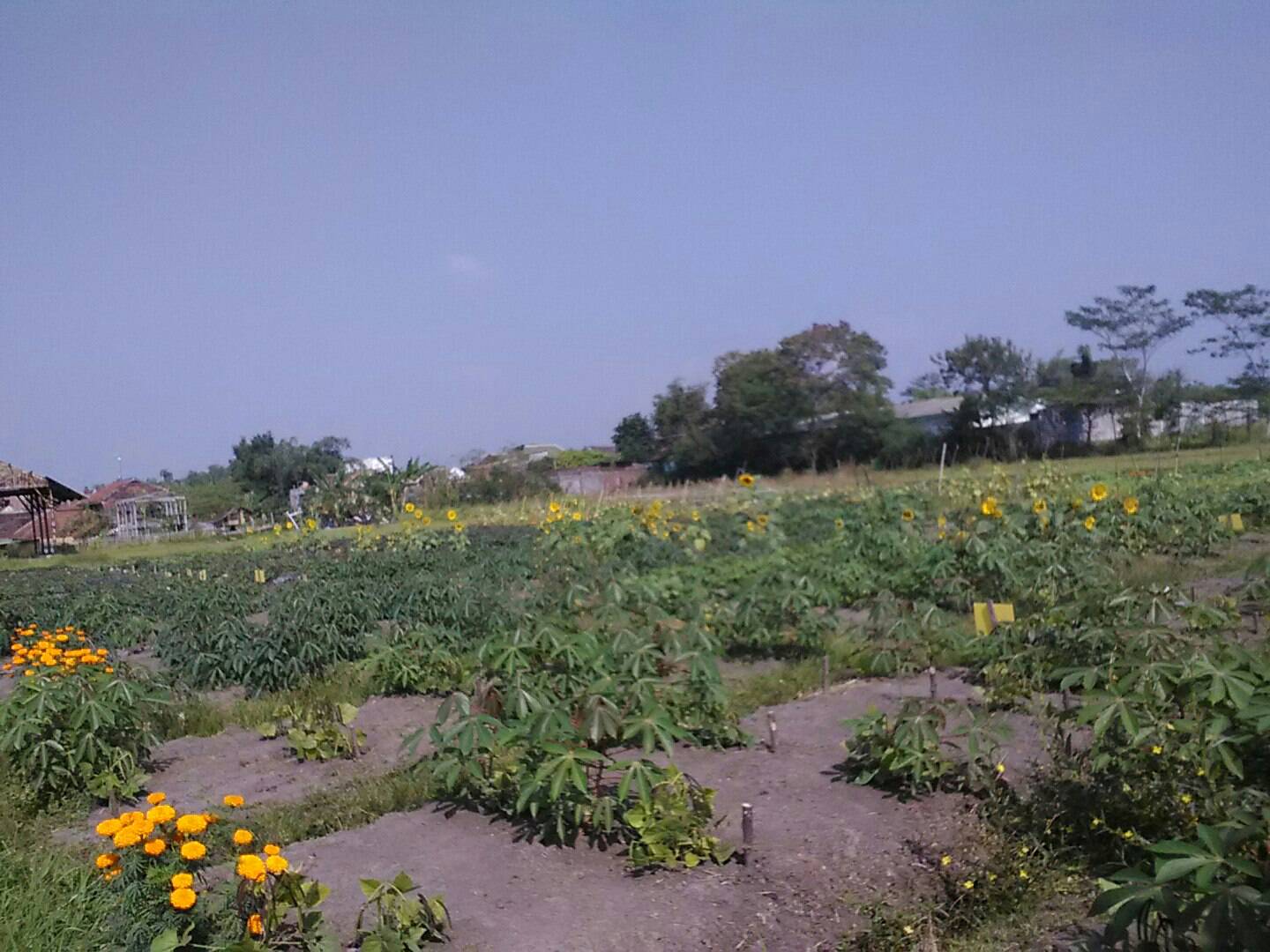 Kondisi Pangan dan Petani Malang Saat Menjelang Ramadan