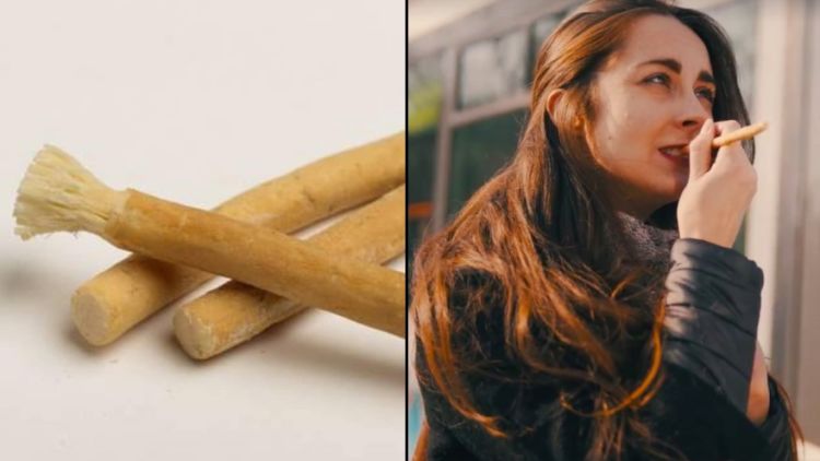 Sebelum Ada Sikat dan Odol, Ranting Kayu Bernama Siwak Inilah yang Ampuh Bersihkan Gigi dan Mulut