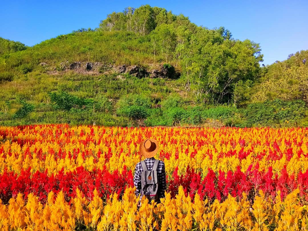 Kebun Bunga Celosia nan Indah Terhampar di Pesisir Gunungkidul, Jogja. Wah Instagramable Banget!