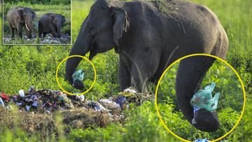 Gara-gara Manusia Buang Sampah Sembarangan, 5 Hewan Ini Sedihnya Jadi Suka Makan Plastik