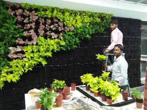 7 Tanaman Hias Vertical Garden yang Dapat Menyerap Polutan