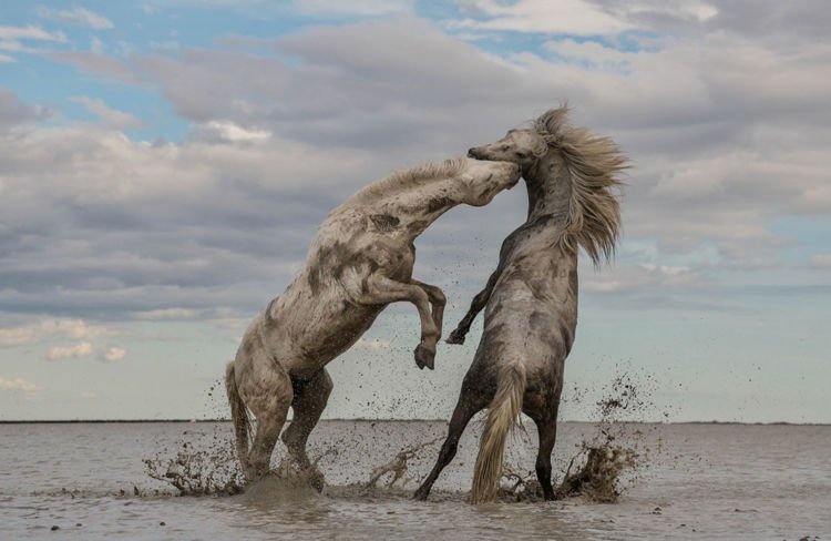 Inilah 12 Foto Pemenang The Nature Conservacy yang Kualitasnya Juara. Belajarlah dari Karya Mereka!