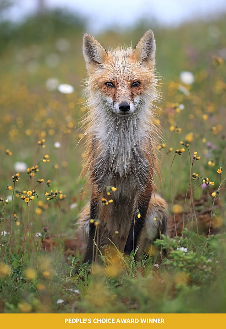 Inilah 12 Foto Pemenang The Nature Conservacy yang Kualitasnya Juara. Belajarlah dari Karya Mereka!
