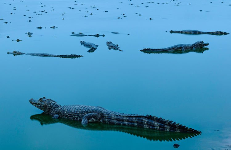 Inilah 12 Foto Pemenang The Nature Conservacy yang Kualitasnya Juara. Belajarlah dari Karya Mereka!