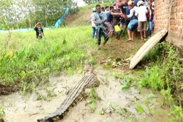 Ratusan Buaya Mati Dibantai dan Pelakunya Hanya Terancam 9 Bulan Penjara. Adil Nggak Sih?