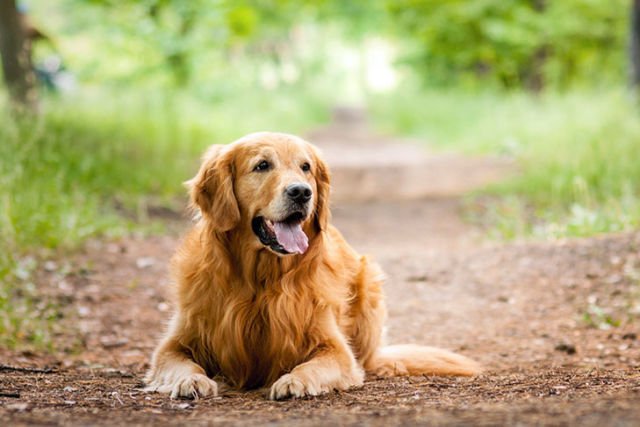 Pemeran Film Air Bud Lagi Anniversary ke-150, Saatnya Kamu Tahu Kapan 12 Ras Anjing Ini Mulai Ada 27 Pemeran Film Air Bud Lagi Anniversary ke-150, Saatnya Kamu Tahu Kapan 12 Ras Anjing Ini Mulai Ada