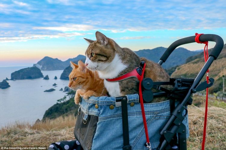 Daikichi dan Fuku-Chan, Duet Kucing Asal Jepang yang Suka Traveling. Imut dan Unyu Banget Sih