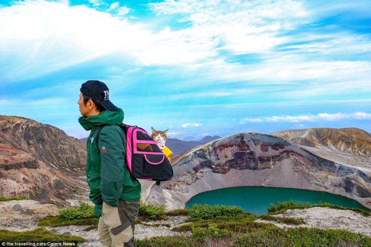 Daikichi dan Fuku-Chan, Duet Kucing Asal Jepang yang Suka Traveling. Imut dan Unyu Banget Sih