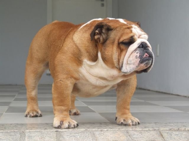 Pemeran Film Air Bud Lagi Anniversary ke-150, Saatnya Kamu Tahu Kapan 12 Ras Anjing Ini Mulai Ada 29 Pemeran Film Air Bud Lagi Anniversary ke-150, Saatnya Kamu Tahu Kapan 12 Ras Anjing Ini Mulai Ada