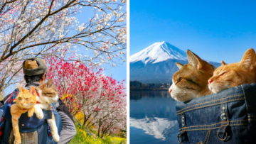 Daikichi dan Fuku-Chan, Duet Kucing Asal Jepang yang Suka Traveling. Imut dan Unyu Banget Sih