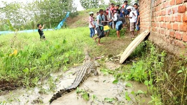 Ratusan Buaya Mati Dibantai dan Pelakunya Hanya Terancam 9 Bulan Penjara. Adil Nggak Sih?