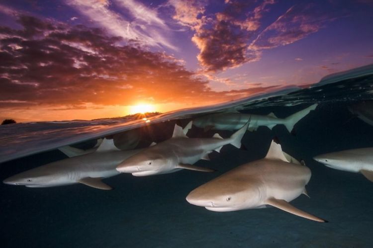 Daftar Foto Pemenang Underwater Photography of The Year 2018. Foto Bawah Laut Selalu Menakjubkan ya!