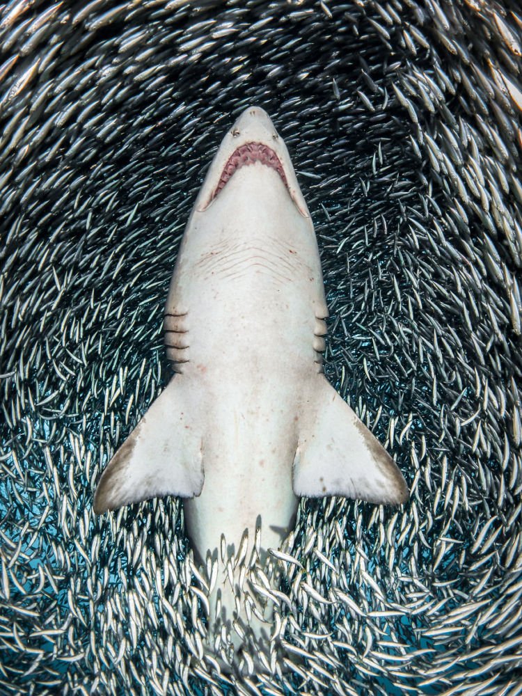 Daftar Foto Pemenang Underwater Photography of The Year 2018. Foto Bawah Laut Selalu Menakjubkan ya!