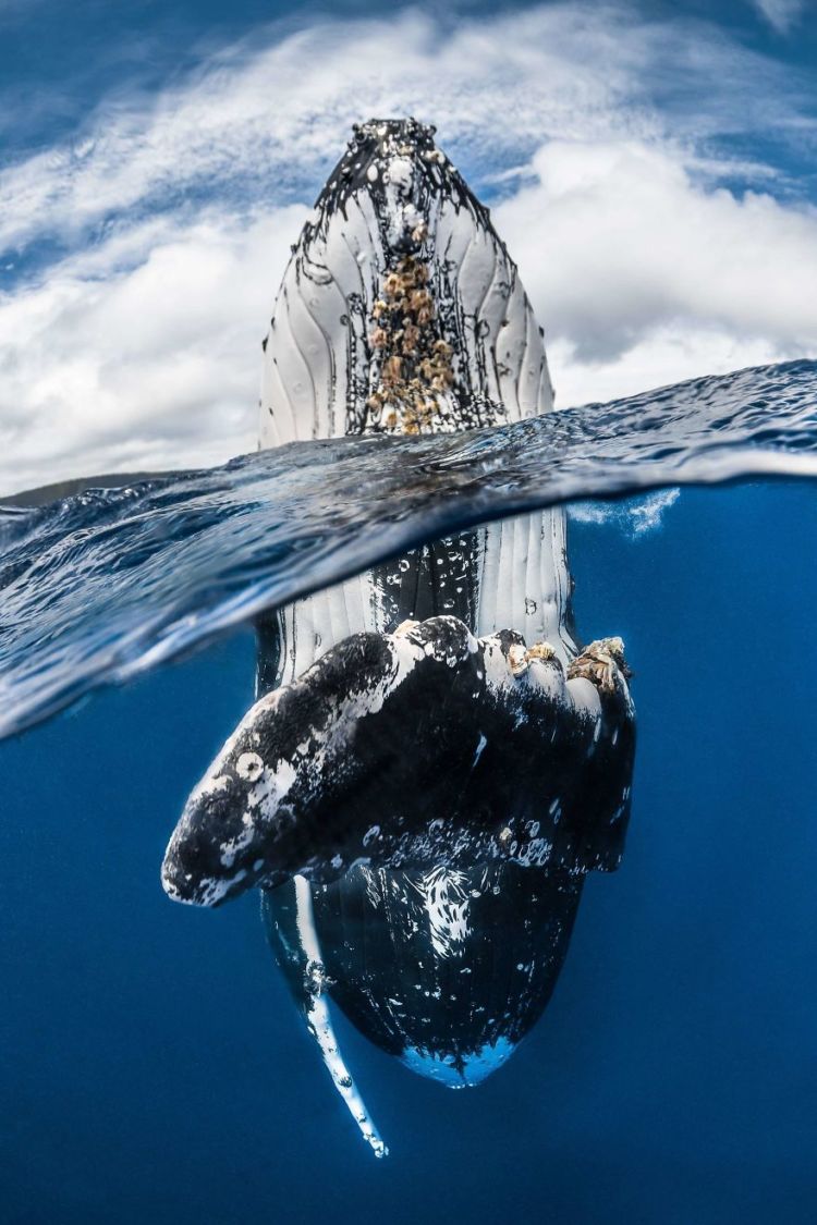 Daftar Foto Pemenang Underwater Photography of The Year 2018. Foto Bawah Laut Selalu Menakjubkan ya!