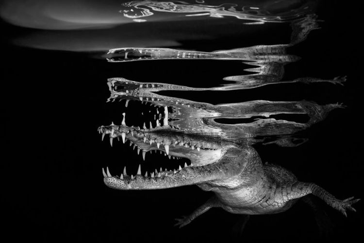 Daftar Foto Pemenang Underwater Photography of The Year 2018. Foto Bawah Laut Selalu Menakjubkan ya!