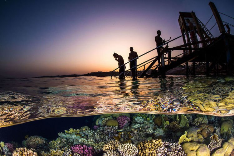 Daftar Foto Pemenang Underwater Photography of The Year 2018. Foto Bawah Laut Selalu Menakjubkan ya!