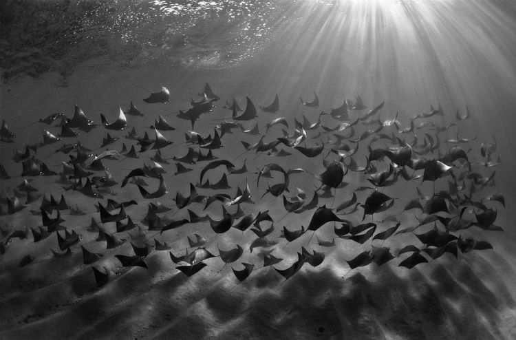 Daftar Foto Pemenang Underwater Photography of The Year 2018. Foto Bawah Laut Selalu Menakjubkan ya!