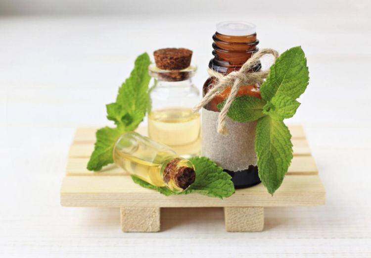 10+ Khasiat Rahasia Daun Spearmint yang Bisa Kamu Manfaatkan. Harga Murah tapi Manfaatnya Segudang!