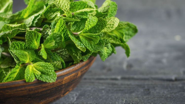 10+ Khasiat Rahasia Daun Spearmint yang Bisa Kamu Manfaatkan. Harga Murah tapi Manfaatnya Segudang!