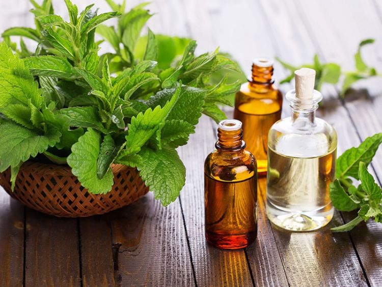 10+ Khasiat Rahasia Daun Spearmint yang Bisa Kamu Manfaatkan. Harga Murah tapi Manfaatnya Segudang!