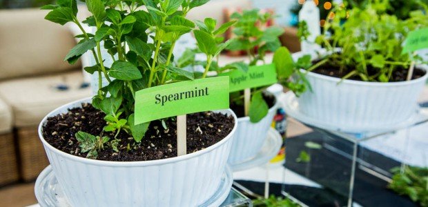 10+ Khasiat Rahasia Daun Spearmint yang Bisa Kamu Manfaatkan. Harga Murah tapi Manfaatnya Segudang!