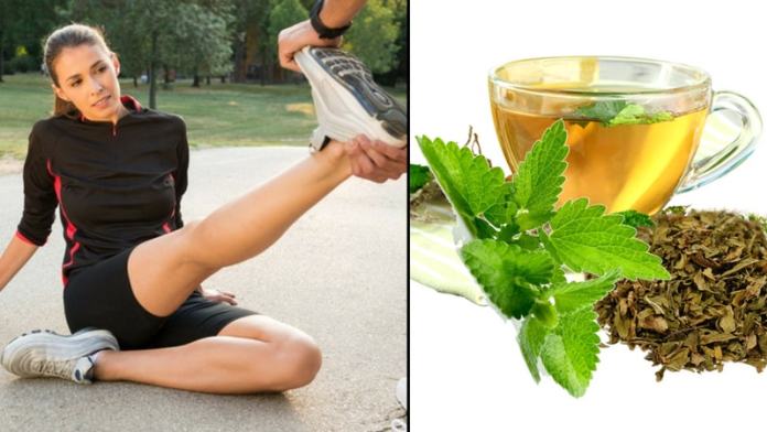 10+ Khasiat Rahasia Daun Spearmint yang Bisa Kamu Manfaatkan. Harga Murah tapi Manfaatnya Segudang!