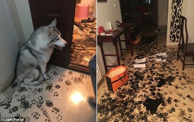 15 Reaksi Hewan Peliharaan Saat Ketahuan Bikin Ulah. Mau Marahin, Tapi Nggak Tega Saking Lucunya :(