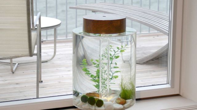 Ide Akuarium Mini Penyegar Ruangan. Ide Kreatif Jadi Mudah Bermunculan 24 Ide Akuarium Mini Penyegar Ruangan. Ide Kreatif Jadi Mudah Bermunculan