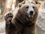 BearlyMax