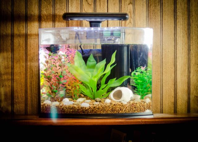 Ide Akuarium Mini Penyegar Ruangan. Ide Kreatif Jadi Mudah Bermunculan 32 Ide Akuarium Mini Penyegar Ruangan. Ide Kreatif Jadi Mudah Bermunculan