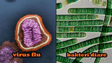Sekilas Mirip Lukisan, 12 Gambar Ini Adalah Penampakan Virus dan Bakteri yang Diperbesar