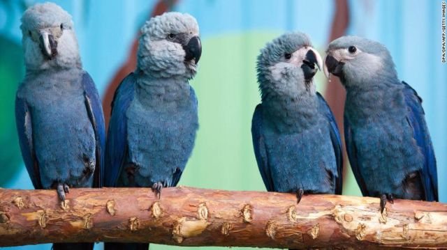 Burung Biru di Film 'Rio' Dinyatakan Punah di Alam Liar. Sedih Banget Cuma Bisa Lihat Kartunnya