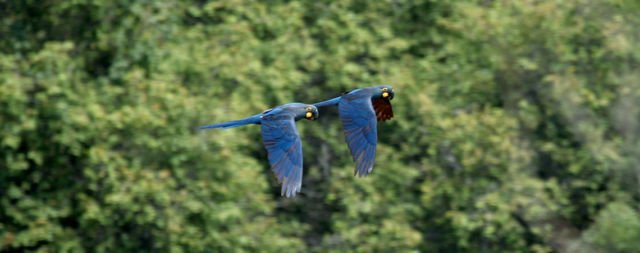 Burung Biru di Film 'Rio' Dinyatakan Punah di Alam Liar. Sedih Banget Cuma Bisa Lihat Kartunnya