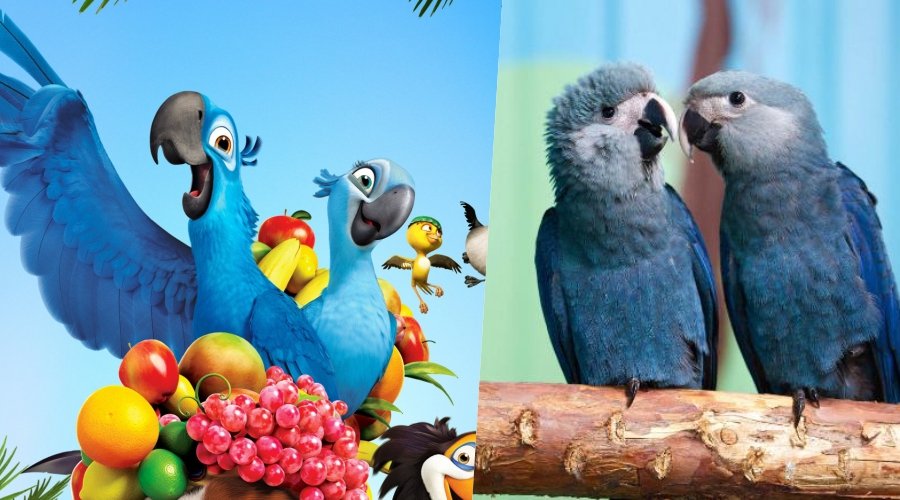  Burung  Biru di Film Rio  Dinyatakan Punah di Alam Liar 