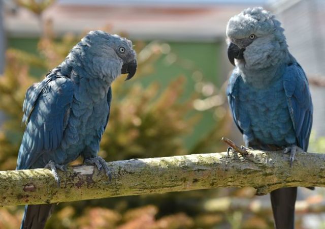 Burung Biru di Film 'Rio' Dinyatakan Punah di Alam Liar. Sedih Banget Cuma Bisa Lihat Kartunnya