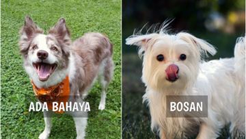 8 Gestur Anjing yang Menandakan Sebuah Kode. Perlu Tahu nih, Biar Bisa Komunikasi sama Peliharaanmu