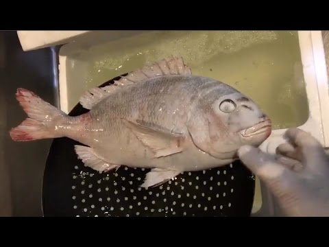 Bukan Sulap atau Sihir, Ikan Beku Ini Masih Bisa Hidup Begitu Dicairkan. Begini Penjelasan Ilmiahnya