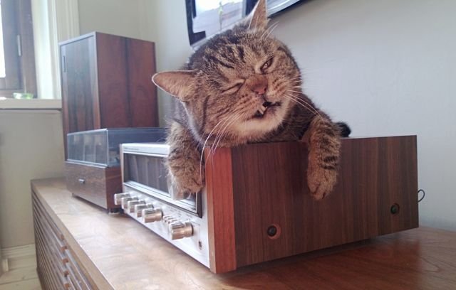 Jangan Salah, Ternyata Kucing Kalau Baru Bangun Tidur Lucu Juga lo. Beda Banget sama Kita :(