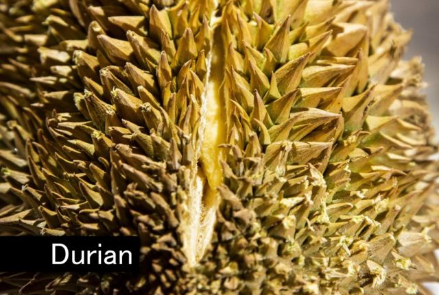 10 Makanan Paling Menjijikkan Sedunia di 'Digusting Food Museum'. Durian dan Kopi Luwak Termasuk Lho