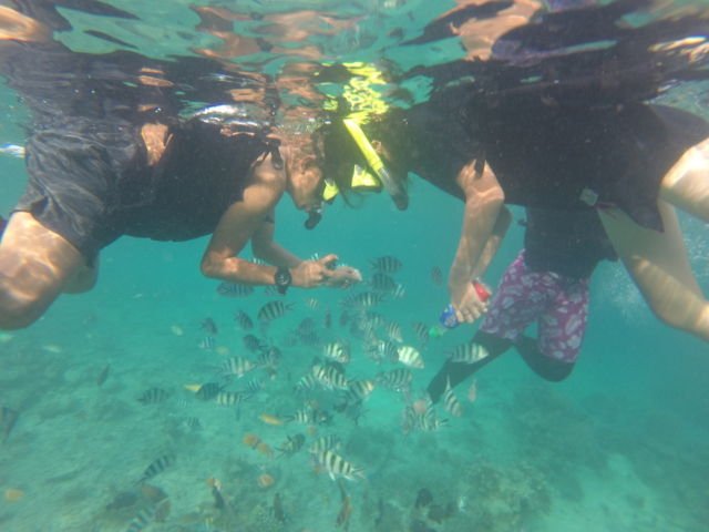 Menarik ikan untuk berkumpul