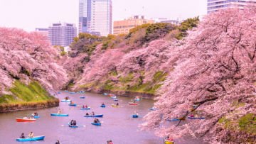 Catat Nih, Jadwal Mekar Sakura di Jepang Tahun 2020. Jangan Sampai Kelewatan Kecantikan Sakura!