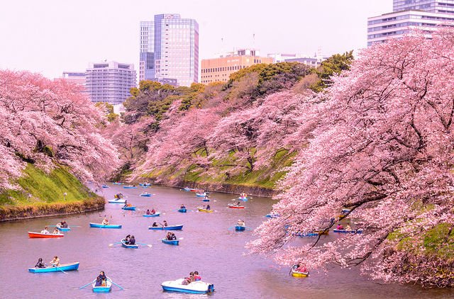 Kapan Waktu Terbaik untuk Berkunjung ke Jepang? Kamu yang Mau Liburan ke Sana Harus Tahu!