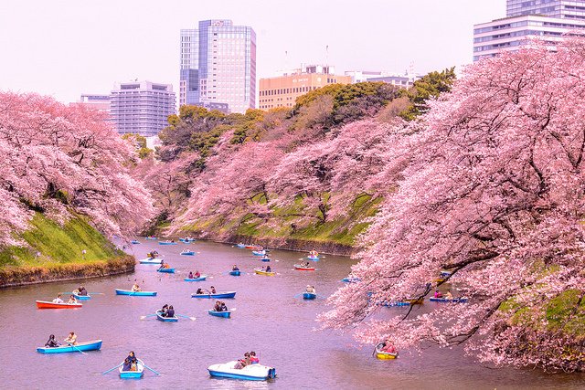 Kapan Waktu Terbaik untuk Berkunjung ke Jepang? Kamu yang Mau Liburan ke Sana Harus Tahu!