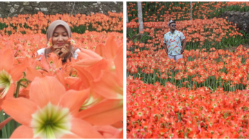 Taman Bunga Amarilis di Jogja Mekar Lagi. Datang dan Foto-Foto Boleh, Ngerusak Jangan!